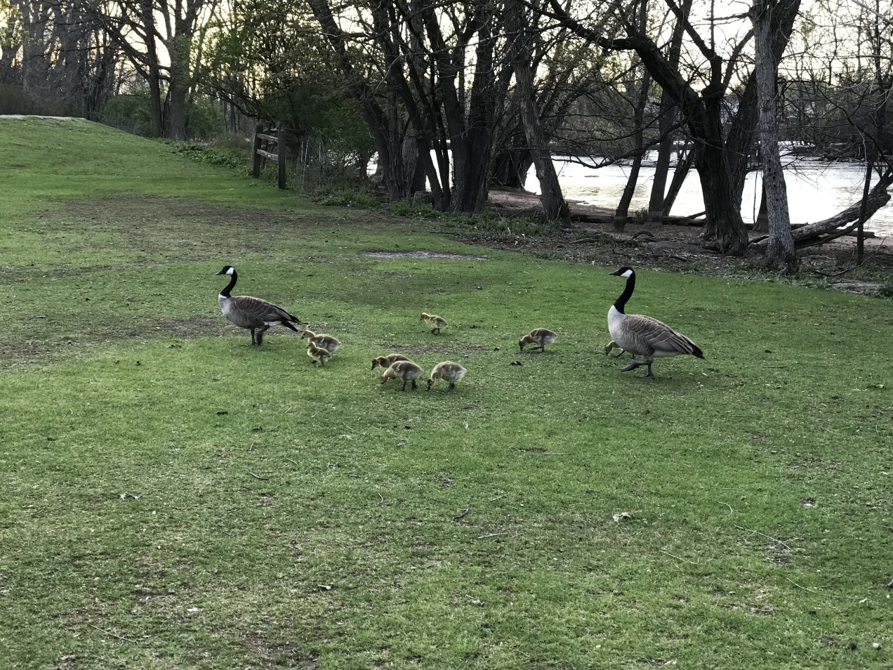 Canada geese with goslings