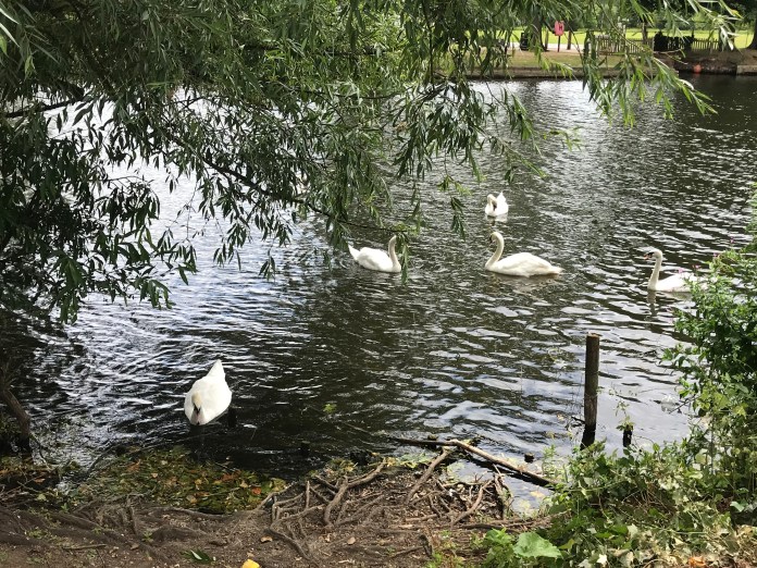 Swans in Avon River, Stratford